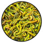 Fluo Worm Mix Natural