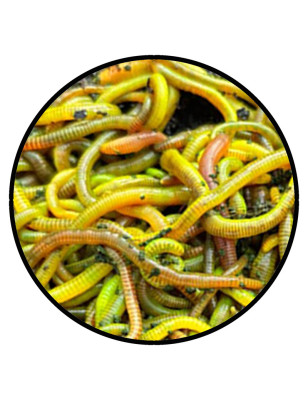 Fluo Worm Groot Scopex