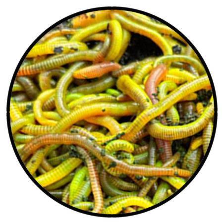 Fluo Worm Groot Scopex