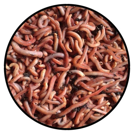 Wormen Mix Halve Bamibak